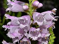 Obedient Plant