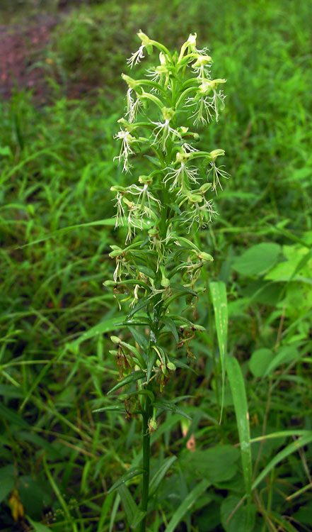 Green Fringed Orchid