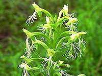 Green Fringe Orchid