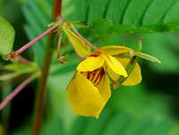 Partridge Pea