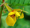 Partridge Pea