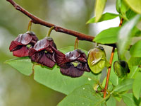 Paw paw tree