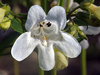 Beardtongue