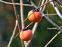 Persimmon fruit