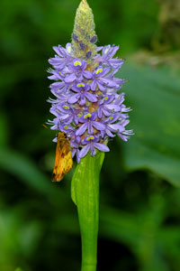 Zabulon Skipper on Pickerel Weed at Dove's Landing