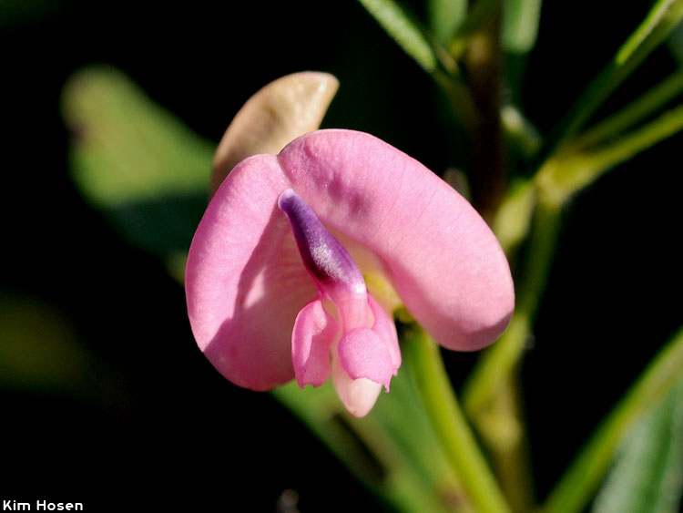 Pink Wild Bean 