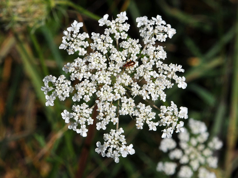 Queen Anne's Lace