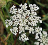 Queen Anne's Lace