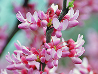 Redbud Tree