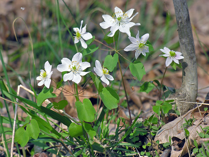 Rue Anemone