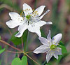 Rue Anemone