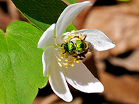 Rue Anemone with Sweat Bee