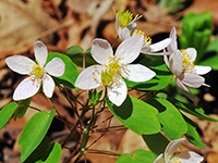 Rue Anemone