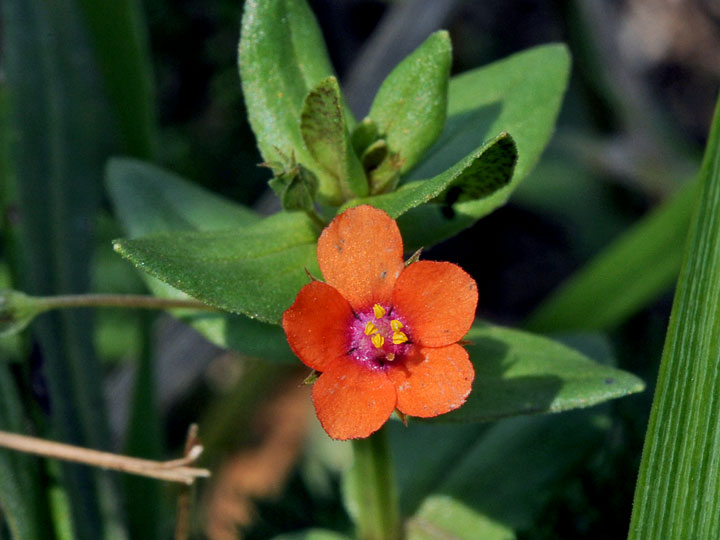 Scarlet Pimpernel