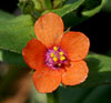 Scarlet Pimpernel