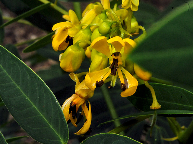 Wild Senna