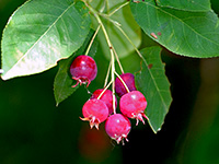 Serviceberry