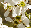 Serviceberry