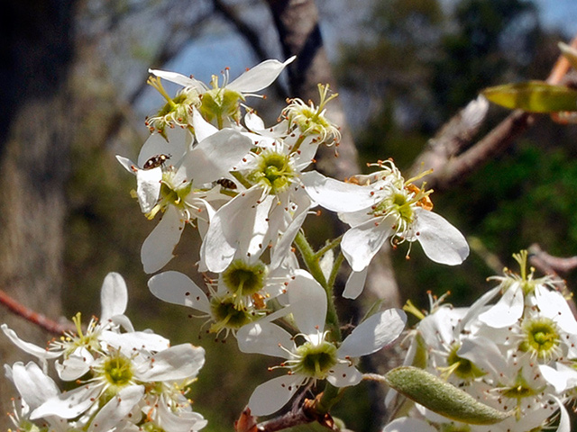 Serviceberry