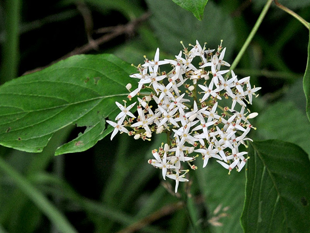 Silky Dogwood