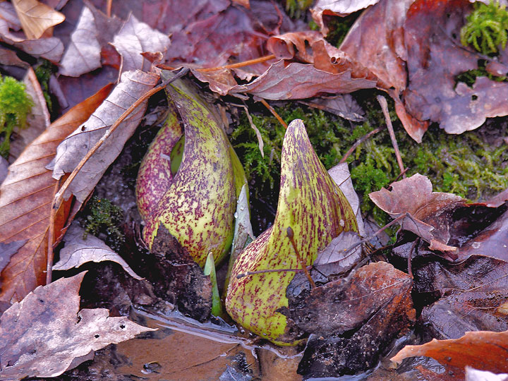 Skunk Cabbage