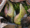 Skunk Cabbage