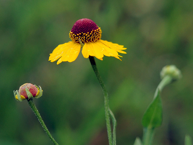 Purplehead Sneezeweed