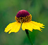 Purplehead Sneezeweed