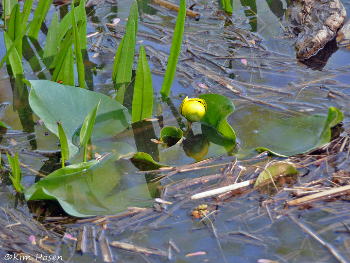 Spatterdock