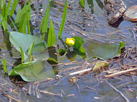 Spatterdock