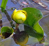 Spatterdock