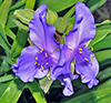 Spiderwort