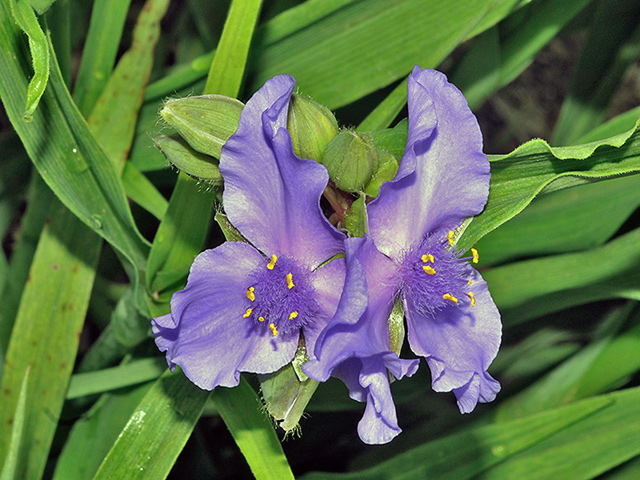 Spiderwort