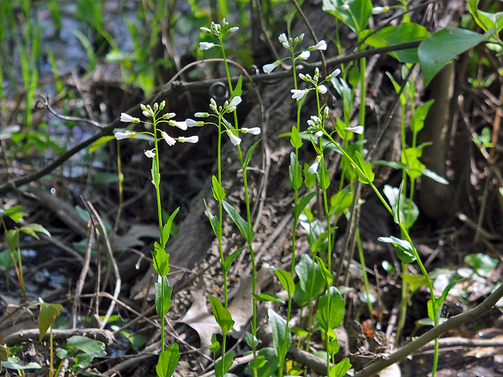 Spring Cress