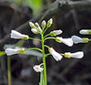 Spring Cress