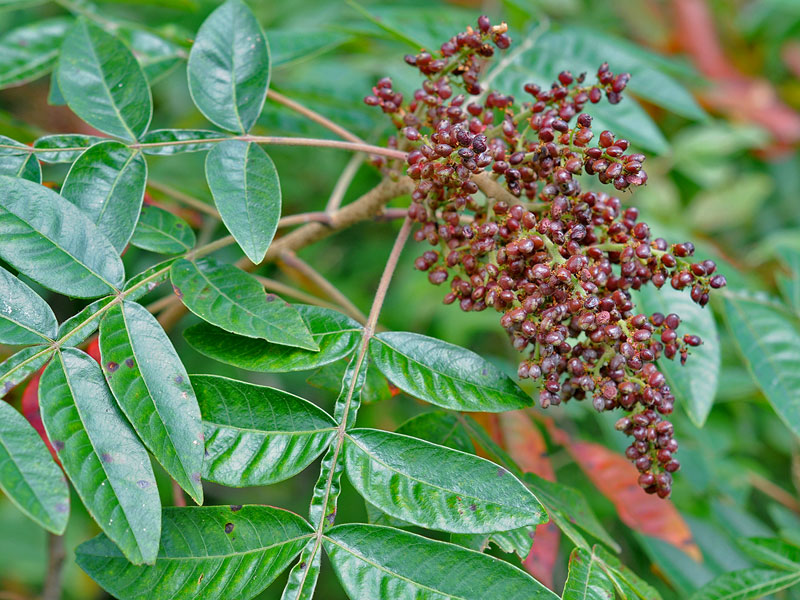 Winged Sumac