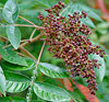 Winged Sumac