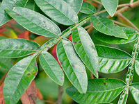 Winged Sumac Leaf