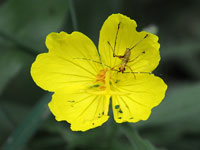 Sundrops