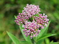 Swamp Milkweed