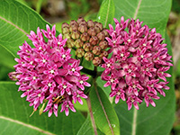 Swamp Milkweed