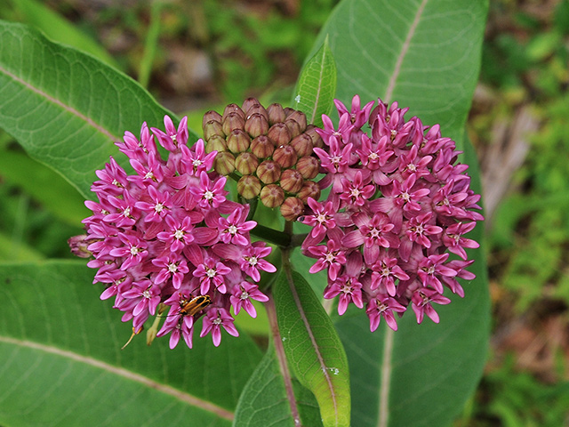 Swamp Milkweed