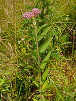 Swamp Milkweed