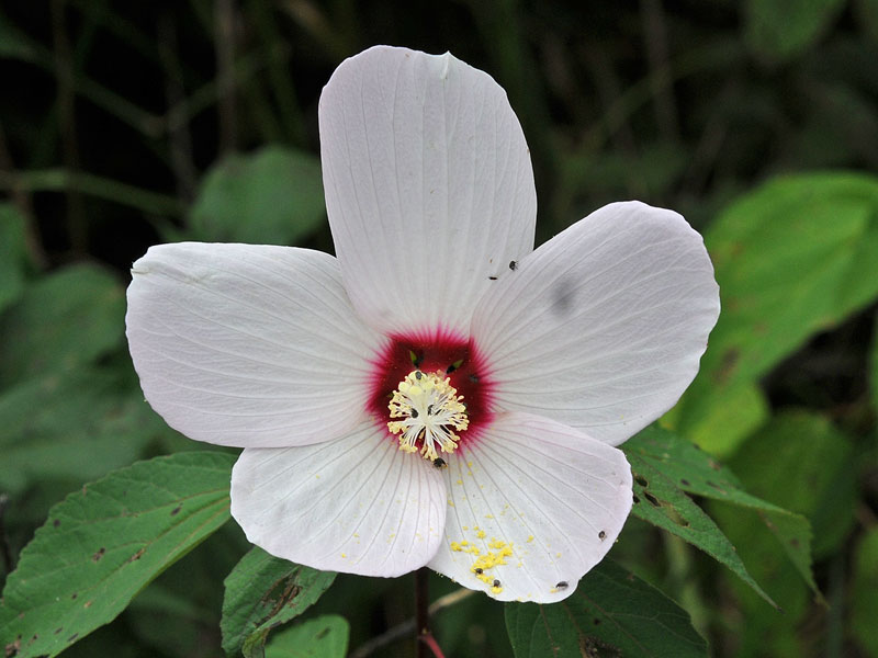 Swamp Rosemallow