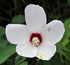 Swamp Rosemallow