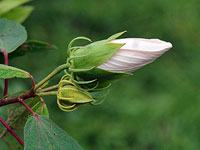 Swamp Rosemallow