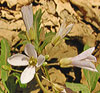 Cutleaf Toothwort