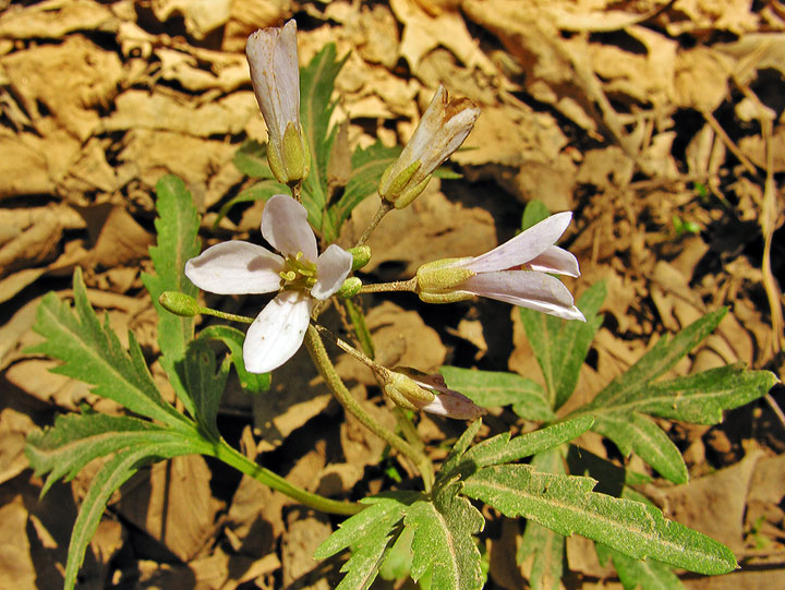 Cutleaf Toothwort