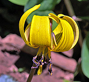 Troutlily