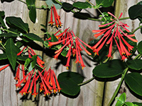 Trumpet Honeysuckly